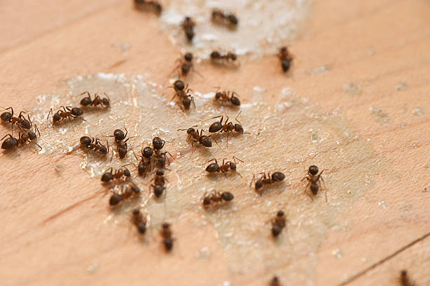 Best Emergency Pest Control  in Trumansburg, NY